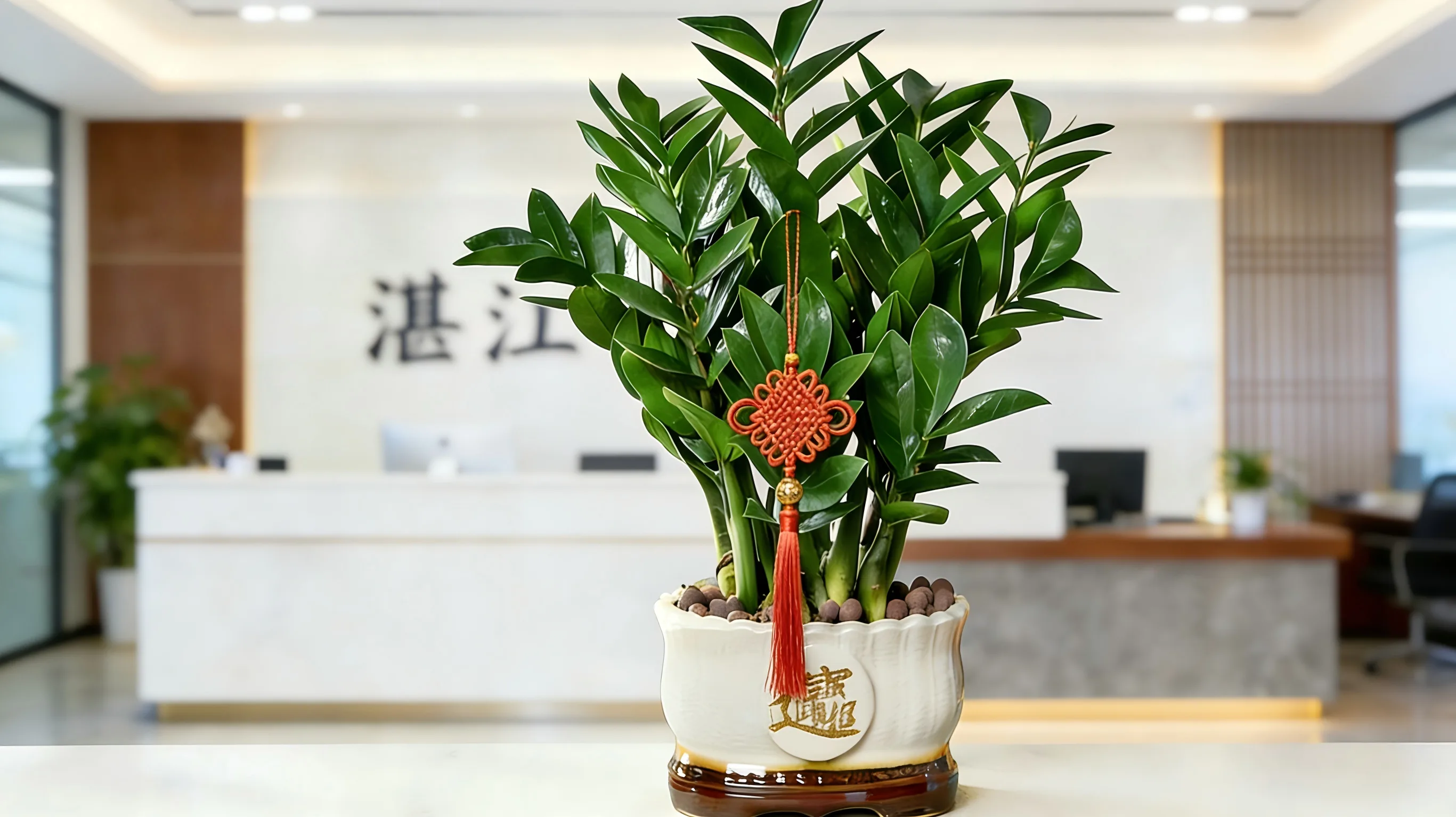 Zamioculcas Zamiifolia